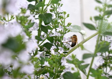 Een gevleugelde vriend die geniet van de lunch.